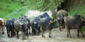 Turişti speriaţi de bivoli au cerut sprijinul salvatorilor montani şi al jandarmilor din Maramureș